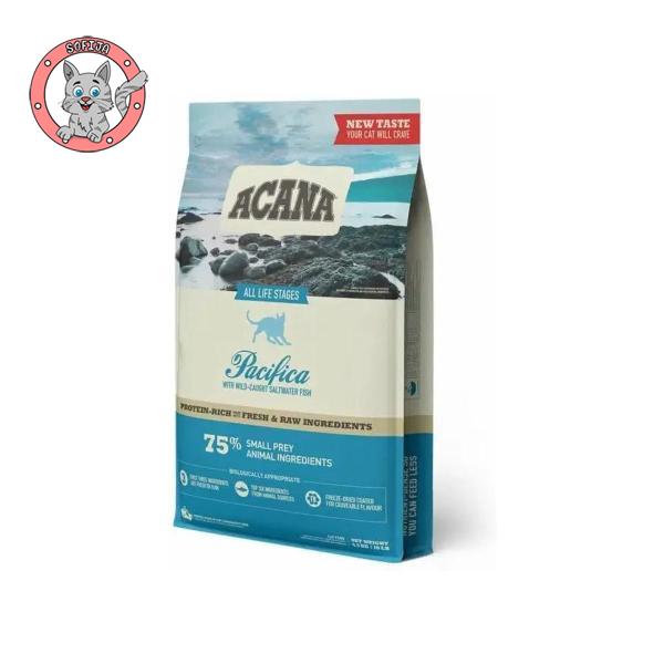 Pacifica Cat